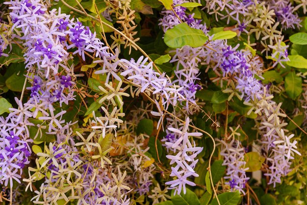 Bouquet de fleurs fraîches pourpres dans la nature pour la passion, la détente, les voyages