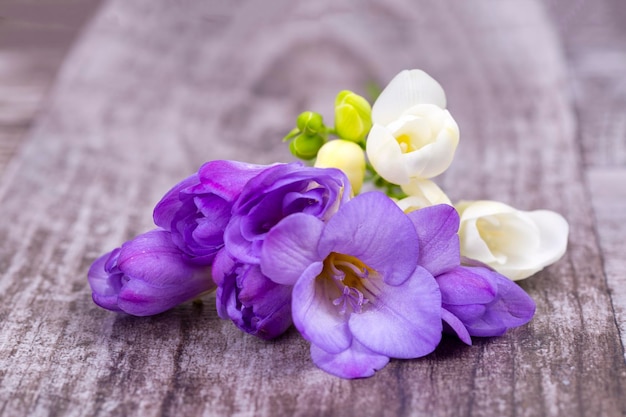 Bouquet de fleurs de freesia fraîches de printemps à base de plantes