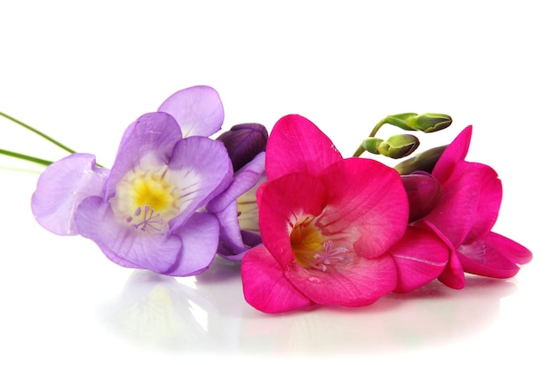 Bouquet de fleurs de freesia isolé sur blanc