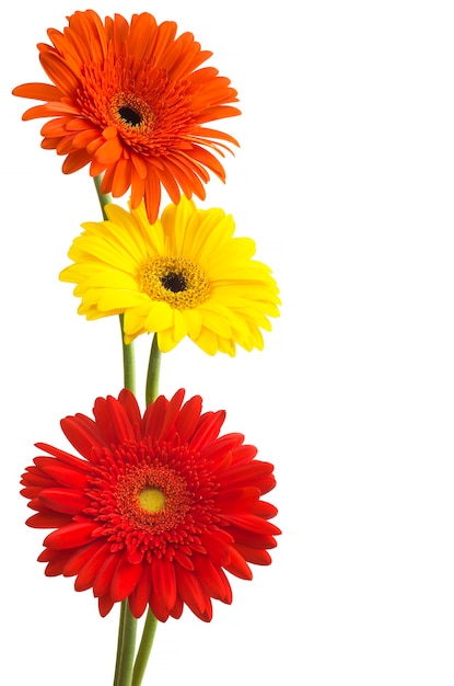 Bouquet de fleurs gerberas isolé sur fond blanc