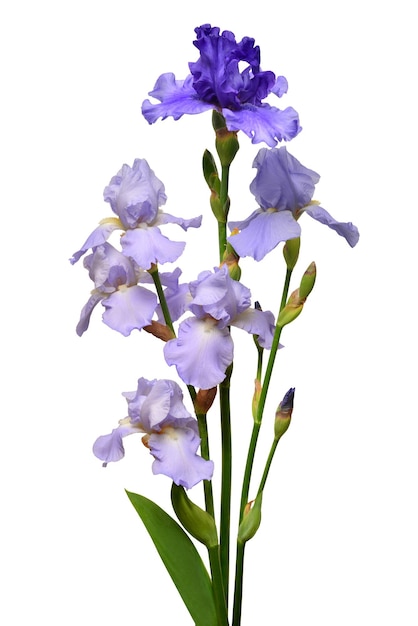 Bouquet de fleurs d'iris violet isolé sur fond blanc. Été. Printemps. Mise à plat, vue de dessus. Motif fleuri. Aimer. La Saint-Valentin