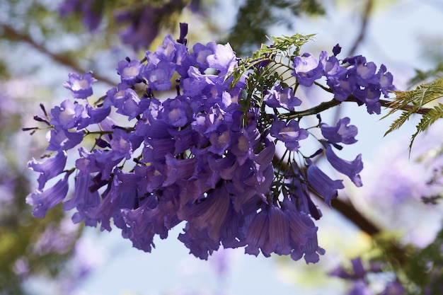 Bouquet de fleurs Jacaranda avec arrière-plan flou