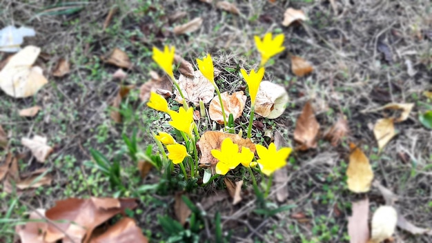 Un bouquet de fleurs jaunes dans un champ avec des feuilles au sol