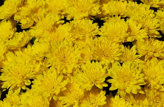 Un bouquet de fleurs jaunes est dans un bol noir.