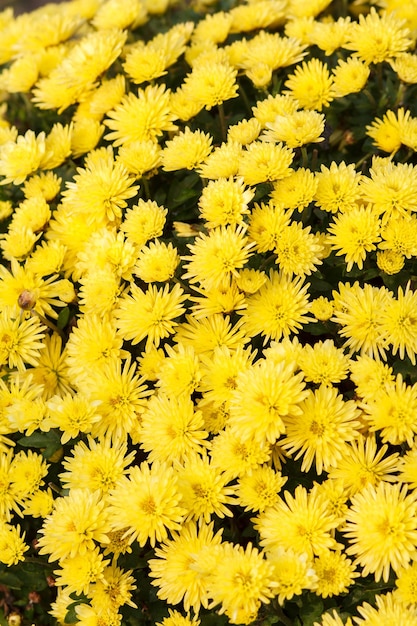 Bouquet de fleurs jaunes macro gros plan