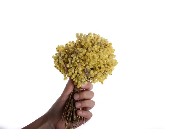 Bouquet de fleurs jaunes à la main