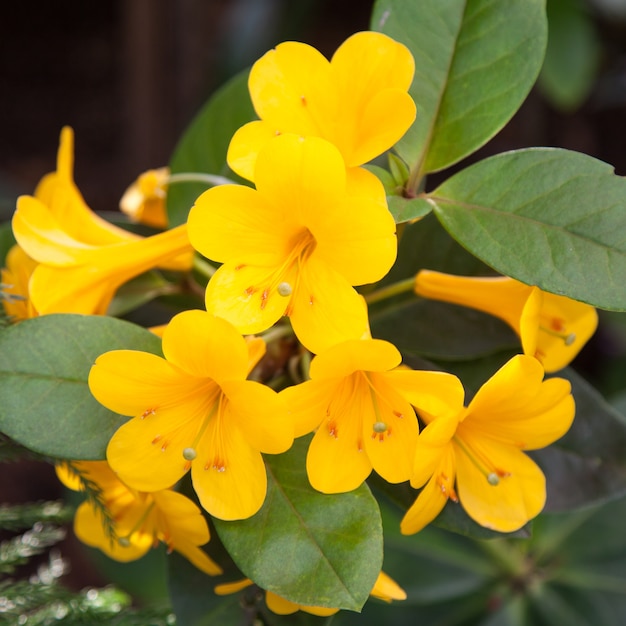 bouquet de fleurs jaunes