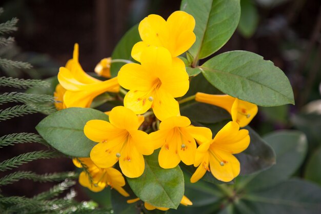 bouquet de fleurs jaunes