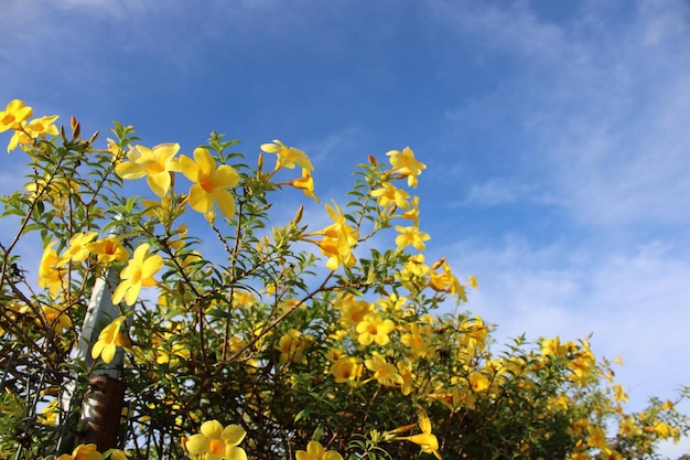 Un bouquet de fleurs jaunes