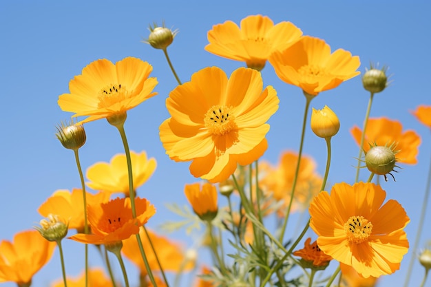 un bouquet de fleurs jaunes