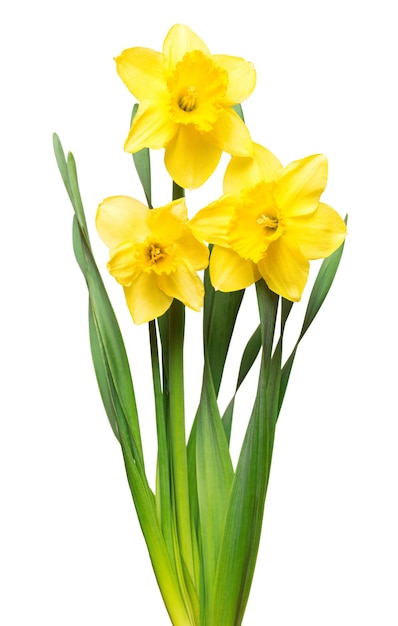 Bouquet de fleurs de jonquilles jaunes isolés sur fond blanc. Mise à plat, vue de dessus