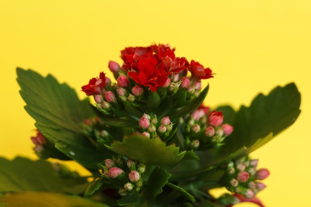 Bouquet de fleurs de kalanchoe rouge sur fond jaune en gros plan avec mise au point sélective