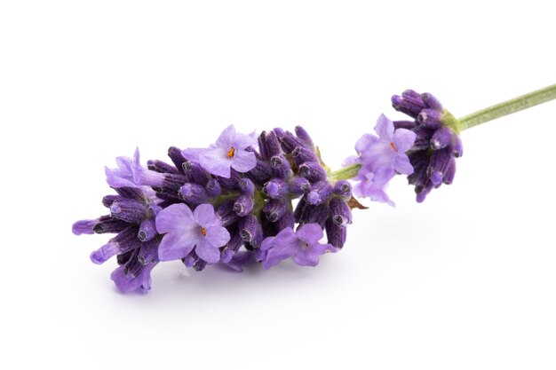 Bouquet De Fleurs De Lavande Attaché Isolé Sur Un Espace Blanc.