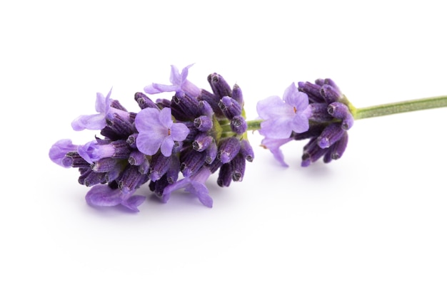 Bouquet de fleurs de lavande attaché isolé sur fond blanc.