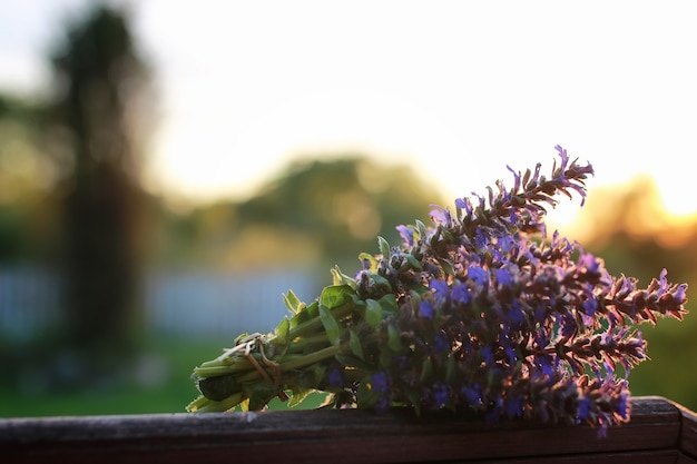 Bouquet de fleurs de lavande sur un coucher de soleil d'un soir d'été