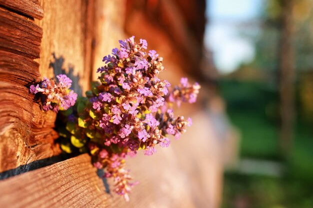 Bouquet de fleurs de lavande sur un coucher de soleil d'un soir d'été