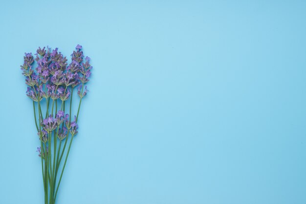 Bouquet de fleurs de lavande disposées sur table bleue