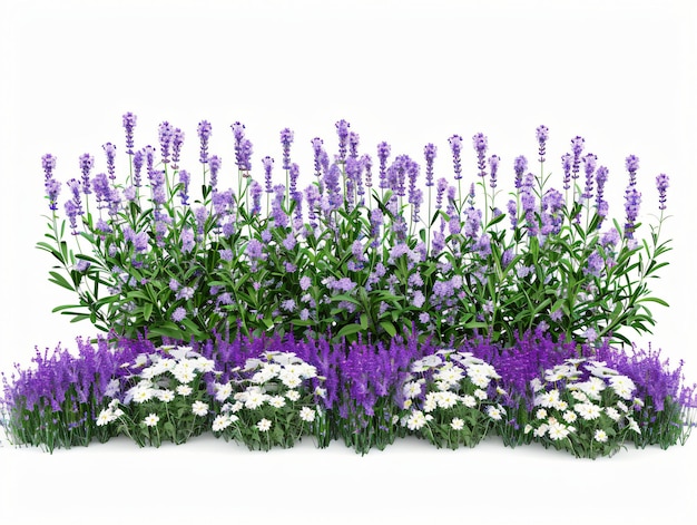 un bouquet de fleurs de lavande avec un fond blanc