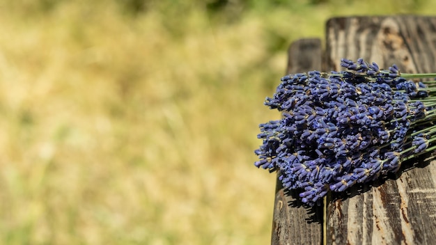 Bouquet de fleurs de lavande violette dans un arrosoir décoratif blanc sur un fond en bois Place pour une inscription Mise au point sélective