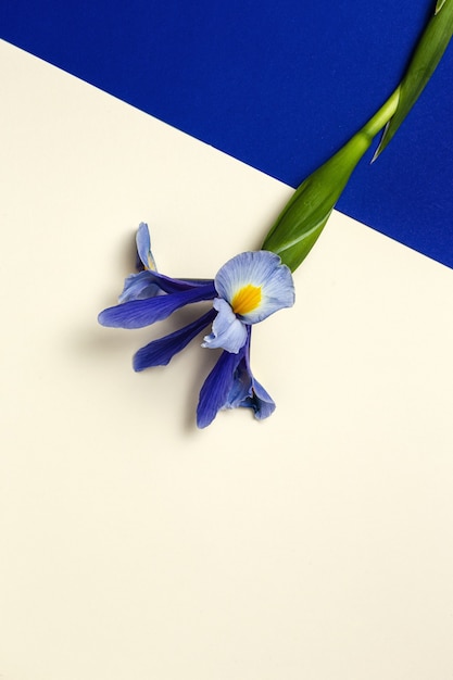 Bouquet de fleurs de lys bleus. Iris germanique. Mise à plat