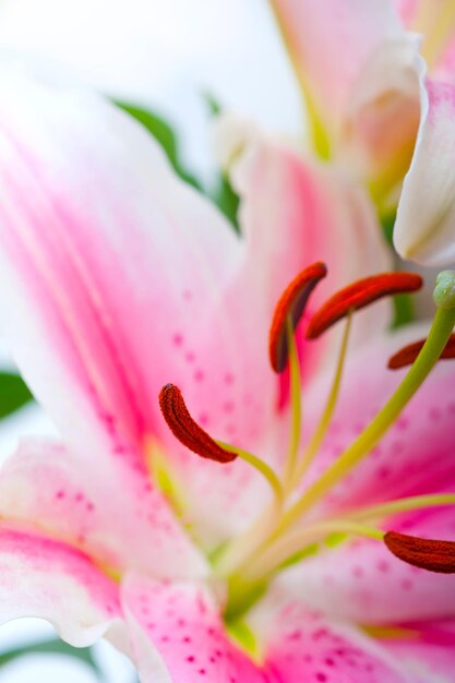 Photo bouquet de fleurs de lys roses