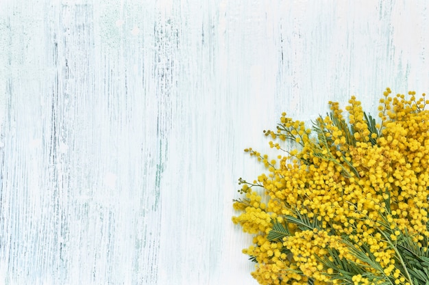 Photo bouquet de fleurs de mimosa sur fond bleu clair. copiez l'espace, vue de dessus. fête des mères, anniversaire, journée internationale de la femme, concept de la saint-valentin. carte de voeux.