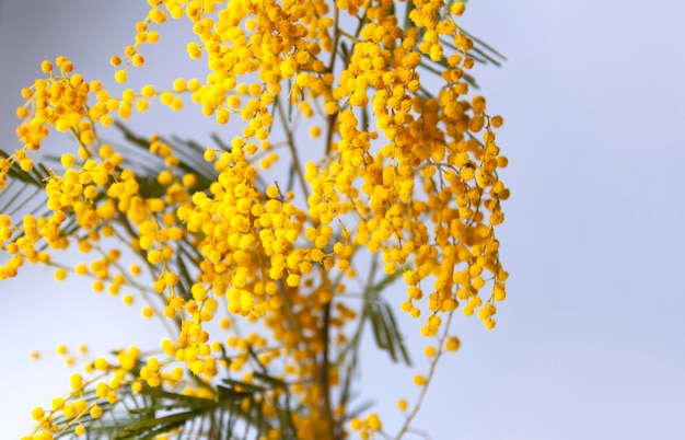 Bouquet de fleurs de mimosa jaune