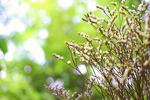 Photo bouquet de fleurs minuscules avec jardin vert