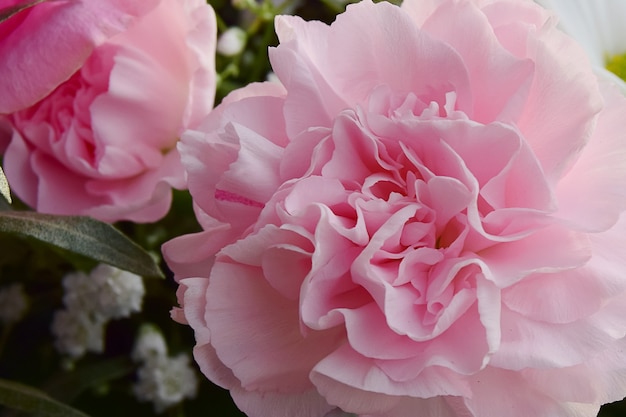 Bouquet de fleurs d'oeillets roses sur fond rose clair. filtre doux.