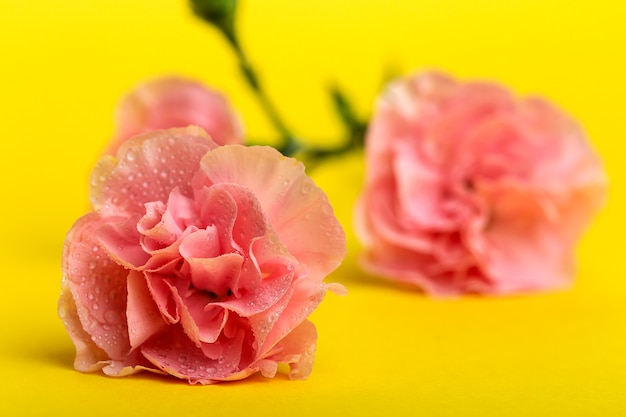 Bouquet de fleurs d&#39;oeillets roses