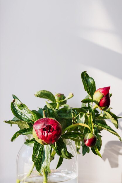 Photo bouquet de fleurs de pivoine rouge bordeaux moelleux en fleurs sur fond blanc minimal élégant composition florale créative superbe fond d'écran botanique ou carte de voeux vive décoration fraîche pour la maison