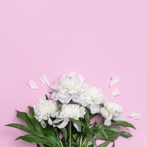 Bouquet de fleurs de pivoines blanches sur rose, floraison d'été délicates pétales de pivoine