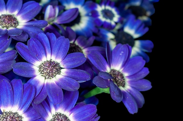 Bouquet de fleurs sur une plante