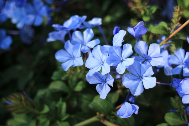 Bouquet de fleurs de Plumbago bleues en fleurs