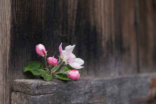 Bouquet de fleurs de pomme rose sur le fond en bois foncé close up Printemps nature morte avec des bourgeons de fruits