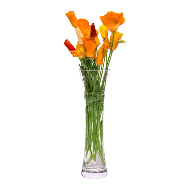 Un bouquet de fleurs de printemps orange dans un vase en verre transparent est isolé sur fond blanc