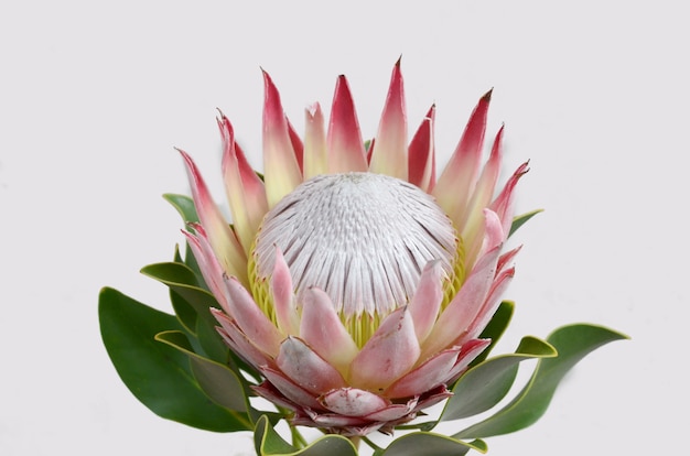 Bouquet de fleurs de protea rouge sur fond blanc isolé. Fermer. Pour le design. La nature.