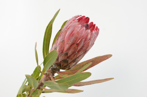 Bouquet de fleurs protea rouge sur fond blanc isolé