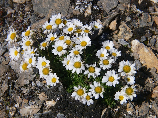 Photo un bouquet de fleurs qui sont sur le sol