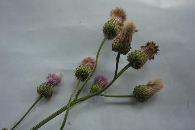 un bouquet de fleurs qui sont sur une table