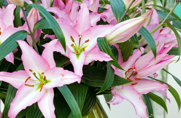 Bouquet de fleurs roses d'Amaryllis Belladonnas se bouchent.