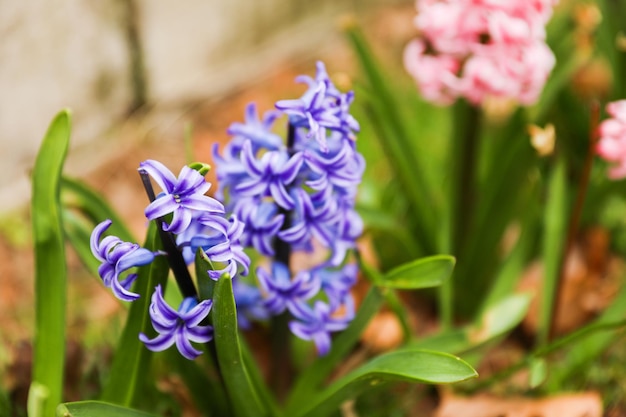 Un bouquet de fleurs roses et bleues