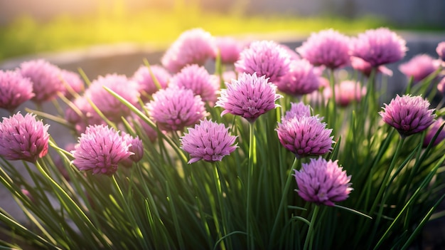 un bouquet de fleurs roses dans l'herbe