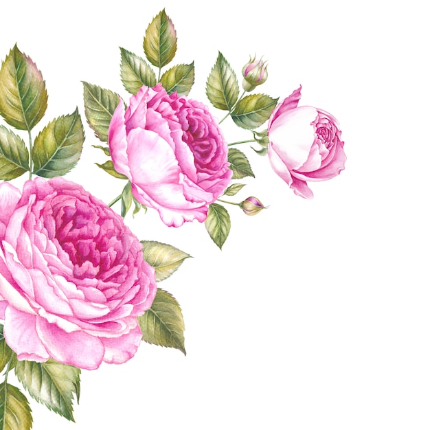 Bouquet de fleurs roses. Illustration botanique aquarelle vintage.