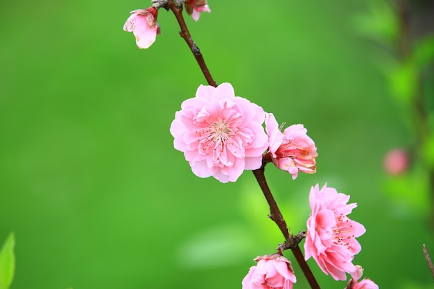 Un bouquet de fleurs roses avec le mot cerise en bas