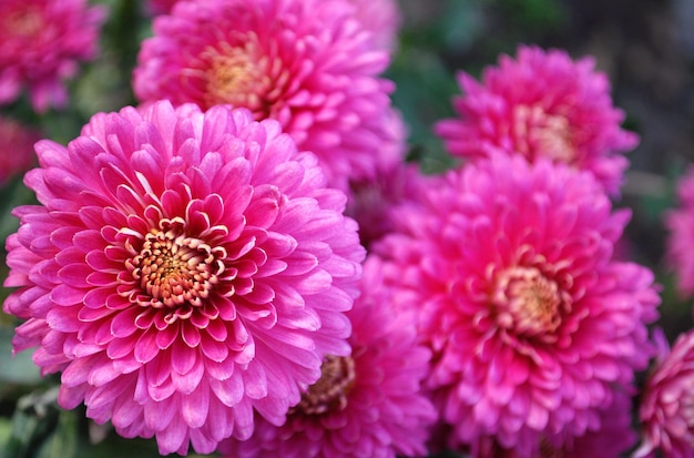 Un bouquet de fleurs roses avec le mot chrysanthème sur le dessus.