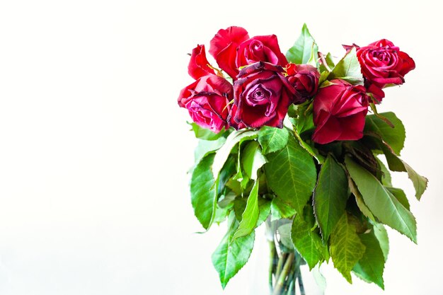 Bouquet de fleurs roses rouges fanées avec fond