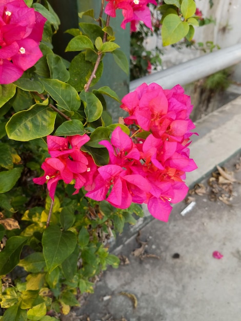 Un bouquet de fleurs roses et rouges