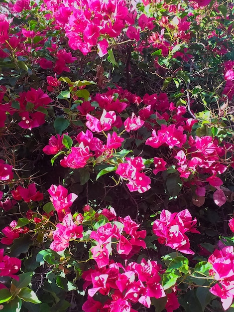 Un bouquet de fleurs roses et vertes