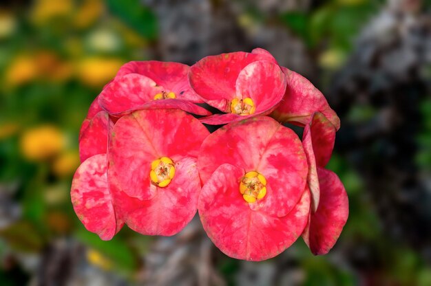 Bouquet de fleurs roses